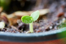 plant, 식물, 싹, 새잎, 새싹, 사진,이미지,일러스트,캘리그라피 - neon0083작가 크라우드픽 - 저작권 걱정 없는 상업용 이미지