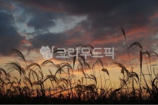 갈대, sky, 하늘, 일몰, sunset, 사진,이미지,일러스트,캘리그라피 - nam51작가 크라우드픽 - 저작권 걱정 없는 상업용 이미지