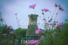 코스모스, 경주, 여름, 오후, 분홍꽃, 사진,이미지,일러스트,캘리그라피 - HOOPOE작가 크라우드픽 - 저작권 걱정 없는 상업용 이미지