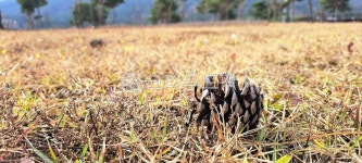 자연, 초목, tree, 솔방울, 가을, 사진,이미지,일러스트,캘리그라피 - h_h0104작가 크라우드픽 - 저작권 걱정 없는 상업용 이미지