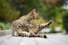 고양이, 길고양이, 길냥이, 동물, animal 사진, 이미지 - 송갸작가 가장 한국적인 스톡 사진 - 크라우드픽