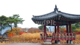 한옥, 소나무, 정자, 가을, 풍경사진, 사진,이미지,일러스트,캘리그라피 - 쭈구리작가 크라우드픽 - 저작권 걱정 없는 상업용 이미지
