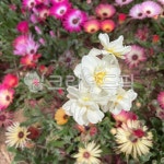 flower, 꽃, petal, 꽃잎, 봄, 사진,이미지,일러스트,캘리그라피 - 56koko작가 크라우드픽 - 저작권 걱정 없는 상업용 이미지
