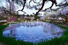 경주, 보문정, 보문관광단지, 보문정봄, 보문정벚꽃, 사진,이미지,일러스트,캘리그라피 - 영산공작가 크라우드픽 - 저작권 걱정 없는 상업용 이미지