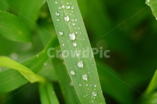 자연, nature, 물방울, 이슬, 아침, 사진,이미지,일러스트,캘리그라피 - 드래곤볼작가 크라우드픽 - 저작권 걱정 없는 상업용 이미지