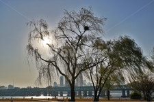 능수버들, 여의도, 한강철교, 노들섬, 자연, 사진,이미지,일러스트,캘리그라피 - Deep bLUE작가 크라우드픽 - 저작권 걱정 없는 상업용 이미지