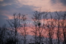 핑크노을, 나무가지, 저녁하늘, 해지는풍경, 핑크빛, 사진,이미지,일러스트,캘리그라피 - Nlove2001g작가 크라우드픽 - 저작권 걱정 없는... 