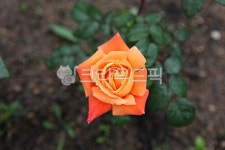 장미, 장미꽃, 꽃, 봄꽃, 봄, 사진,이미지,일러스트,캘리그라피 - youngwon작가 크라우드픽 - 저작권 걱정 없는 상업용 이미지