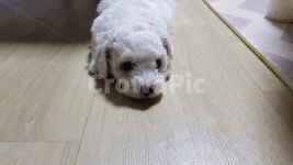 강아지, 하얀강아지, 새끼강아지, 새끼비숑, 비숑프라제, 사진,이미지,일러스트,캘리그라피 - 하늬돼지바작가 크라우드픽 - 저작권 걱정 없는... 