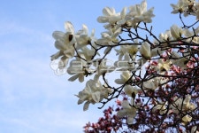 목련, 목련꽃, 봄, 봄꽃, 목련화, 사진,이미지,일러스트,캘리그라피 - Nmaejangdot작가 크라우드픽 - 저작권 걱정 없는 상업용 이미지