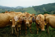 소, 한우, 대관령, 목장, 소떼, 사진,이미지,일러스트,캘리그라피 - 어나더픽쳐작가 크라우드픽 - 저작권 걱정 없는 상업용 이미지