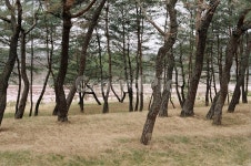 소나무, 솔밭, 자연, 안동, 소나무밭, 사진,이미지,일러스트,캘리그라피 - manito작가 크라우드픽 - 저작권 걱정 없는 상업용 이미지