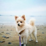 강아지, 바다, 여행, 포메라니안, 멍멍이, 사진,이미지,일러스트,캘리그라피 - 뭉치아빠작가 크라우드픽 - 저작권 걱정 없는 상업용 이미지