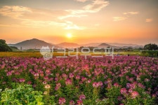 대한민국, 경주, 반월성, 풍접초, 자연, 사진,이미지,일러스트,캘리그라피 - Nkkene작가 크라우드픽 - 저작권 걱정 없는 상업용 이미지