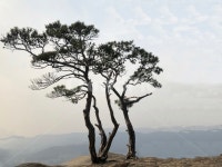 소나무, 평화로운, 경치, 봄, 배경이미지, 사진,이미지,일러스트,캘리그라피 - 나비처럼작가 크라우드픽 - 저작권 걱정 없는 상업용 이미지