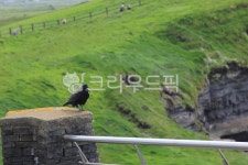 clare, cliff, cliffs, cliffsofmoher, cliffsofmoherireland, 사진,이미지,일러스트,캘리그라피 - ItsYmin작가 크라우드픽 - 저작권...