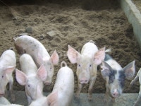 돼지, pig, 포유류, 우리, 동물, 사진,이미지,일러스트,캘리그라피 - 제임스초이작가 크라우드픽 - 저작권 걱정 없는 상업용 이미지