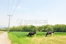 목장, 가축, 자연, animal, 동물, 사진,이미지,일러스트,캘리그라피 - 면장작가 크라우드픽 - 저작권 걱정 없는 상업용 이미지