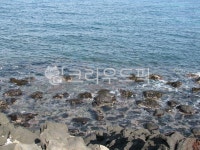promontory, 곶, jeju, 제주, 돌, 사진,이미지,일러스트,캘리그라피 - 운명의룰렛작가 크라우드픽 - 저작권 걱정 없는 상업용 이미지