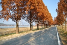 메타세콰이어, 메타세쿼이아, 담양, 가을, 가로수, 사진,이미지,일러스트,캘리그라피 - cottonmaru작가 크라우드픽 - 저작권 걱정 없는 상업용... 