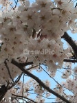 벚꽃, 꽃, 꽃나무, cherryblossoms, flowers, 사진,이미지,일러스트,캘리그라피 - Nthegirl1116작가 크라우드픽 - 저작권 걱정 없는... 