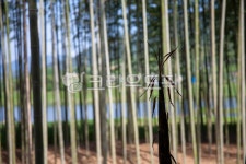 대나무, bamboo, 식물, plant, 섬진강대숲길, 사진,이미지,일러스트,캘리그라피 - 막강철다리작가 크라우드픽 - 저작권 걱정 없는 상업용 이미지