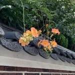 꽃, flower, 전주, 한옥, 예쁜, 사진,이미지,일러스트,캘리그라피 - Nwj6810작가 크라우드픽 - 저작권 걱정 없는 상업용 이미지