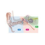 귀구조, 중이, 외이, 내이, 해부학, 사진,이미지,일러스트,캘리그라피 - Nchuccida작가 크라우드픽 - 저작권 걱정 없는 상업용 이미지