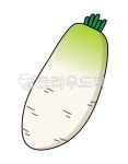 food, 음식, radish, 무, vegetable, 사진,이미지,일러스트,캘리그라피 - hori103작가 크라우드픽 - 저작권 걱정 없는 상업용 이미지