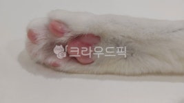 고양이발, 고양이, 발바닥, 핑크젤리, 고양이발바닥, 사진,이미지,일러스트,캘리그라피 - 아욱하는고양이작가 크라우드픽 - 저작권 걱정 없는... 