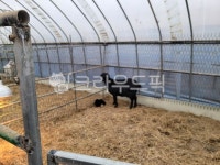 염소, 염소농장, 농장, 동물, 가축, 사진,이미지,일러스트,캘리그라피 - yoon032815작가 크라우드픽 - 저작권 걱정 없는 상업용 이미지