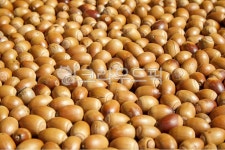 도토리, 열매, 가을, 많은도토리, 갈색, 사진,이미지,일러스트,캘리그라피 - 포토비작가 크라우드픽 - 저작권 걱정 없는 상업용 이미지