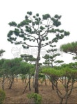 tree, 나무, treetrunk, 나무줄기, 소나무, 사진,이미지,일러스트,캘리그라피 - 산딸작가 크라우드픽 - 저작권 걱정 없는 상업용 이미지
