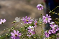 시골, 들꽃, 꽃, 햇빛, 빛, 사진,이미지,일러스트,캘리그라피 - ARHY작가 크라우드픽 - 저작권 걱정 없는 상업용 이미지