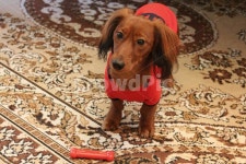 동물, animal, pet, 애완동물, dog, 사진,이미지,일러스트,캘리그라피 - Shins작가 크라우드픽 - 저작권 걱정 없는 상업용 이미지