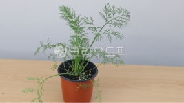 허브, 모종, 딜, dill, 식물, 사진,이미지,일러스트,캘리그라피 - 앨리작가 크라우드픽 - 저작권 걱정 없는 상업용 이미지