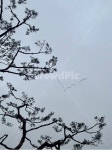 새, v, 소나무, 철새, 하늘, 사진,이미지,일러스트,캘리그라피 - Ndlalgpa작가 크라우드픽 - 저작권 걱정 없는 상업용 이미지