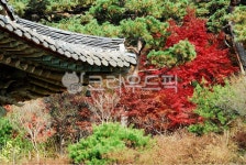 지붕, 기와, 잔통가옥, 나무, 단풍, 사진,이미지,일러스트,캘리그라피 - Nrae0101작가 크라우드픽 - 저작권 걱정 없는 상업용 이미지