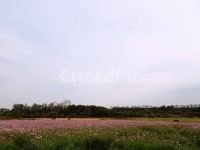 꽃, 풍경, 꽃풍경, 시민농원, 코스모스, 사진,이미지,일러스트,캘리그라피 - Njsk_chn작가 크라우드픽 - 저작권 걱정 없는 상업용 이미지