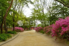 창경궁, 산책, 산책로, 서울, 종로구, 사진,이미지,일러스트,캘리그라피 - imlover작가 크라우드픽 - 저작권 걱정 없는 상업용 이미지