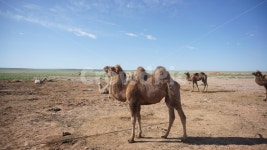 낙타, 몽골, mongolia, camel, 쌍봉낙타, 사진,이미지,일러스트,캘리그라피 - han.sure작가 크라우드픽 - 저작권 걱정 없는 상업용 이미지