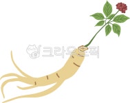 인삼, 산삼, 한방, 뿌리, 줄기, 사진,이미지,일러스트,캘리그라피 - 일러일러작가 크라우드픽 - 저작권 걱정 없는 상업용 이미지