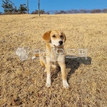 강아지, 동물, 애완동물, 반려견, 반려동물, 사진,이미지,일러스트,캘리그라피 - 후니귤작가 크라우드픽 - 저작권 걱정 없는 상업용 이미지