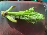 드릅, 나무, 녹색, 잎, 약, 사진,이미지,일러스트,캘리그라피 - K김짱작가 크라우드픽 - 저작권 걱정 없는 상업용 이미지