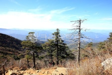 나무, 지리산, 고사목, 오래된, 고목, 사진,이미지,일러스트,캘리그라피 - fresh air작가 크라우드픽 - 저작권 걱정 없는 상업용 이미지