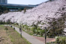 벚꽃, cherryblossom, 꽃, flower, 공원, 사진,이미지,일러스트,캘리그라피 - myunfamily작가 크라우드픽 - 저작권 걱정 없는 상업용 이미지