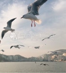갈매기, 부산, 자갈치, bird, 새, 사진,이미지,일러스트,캘리그라피 - Nlolhui작가 크라우드픽 - 저작권 걱정 없는 상업용 이미지