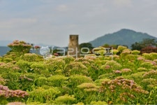 farm, 농장, rural, 농촌, plant, 사진,이미지,일러스트,캘리그라피 - 영산공작가 크라우드픽 - 저작권 걱정 없는 상업용 이미지