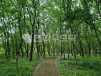 나무, 녹색, 푸른, 길, 평안, 사진,이미지,일러스트,캘리그라피 - JADA작가 크라우드픽 - 저작권 걱정 없는 상업용 이미지