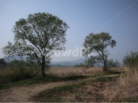 ground, 바닥, tree, 나무, plant, 사진,이미지,일러스트,캘리그라피 - Nleeskyjj작가 크라우드픽 - 저작권 걱정 없는 상업용 이미지